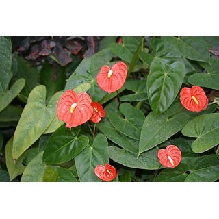 anthurium Leafy
