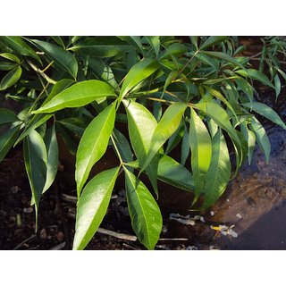 Kapebonavista Crateva religiosa sapling plant garlic pear tree barni Varun Varuna Crataeva nurvala three leafed caper