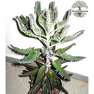 Kapebonavista Kalanchoe Mexican Hat Plant Mother of Thousands Bryophyllum Daigremontianum Living Plant in Poly Bag