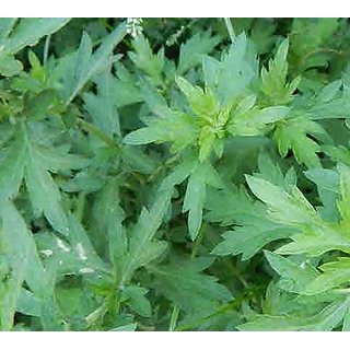 Kapebonavista artemisia vulgaris sappling plant, common mugwort, common wormwood, dayana,