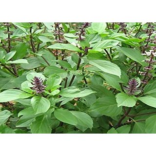 Kapebonavista Thai Basil Kama Kasturi 2 Month Old Plant Sweet Sabja Seeds Tukmaria Falooda Living Plant with Poly Bag