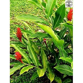 Kapebonavista Choti Elaichi Green Cardamom True Cardamom Elettaria cardamomum Living Plant in Poly Bag