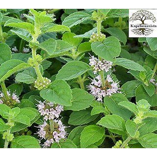 Kapebonavista Pudina Mentha Mint Mentha Arvensis Mentha Pulegium Living Plant in Poly Bag
