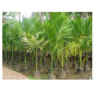 Kapebonavista Max Agro Supari Plant Betel Nut Areca Catechu Living Plant