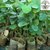 Kapebonavista Lal Chandan Sandal Wood Sander Saunderswood Pterocarpus Santalinus Living Plant