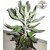 Kapebonavista Kalanchoe Mexican Hat Plant Mother of Thousands Bryophyllum Daigremontianum Living Plant in Poly Bag