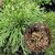 Kapebonavista 1Pcs Resurrection Plants Hydrophile Rose Of Jericho Dinosaur Plant Air Fern Spike Moss