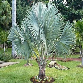 bismarckia nobilis 4 ft high palnts 4 Years Plant