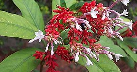 Kapebonavista sarpagandha five month plants (rauvolfia serpentina)