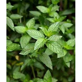 Two Kapebonavista rare pepper mint 4 month plant, the corn mint, field mint, or wild mint (mentha arvensis)