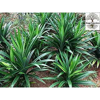 Kapebonavista Rambha Basmati Pandan Wangi Ramba Biriyani Ila Living Plant Poly Bag