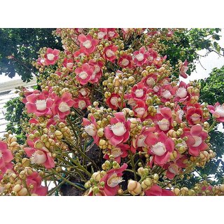 couroupita guianensis Plant