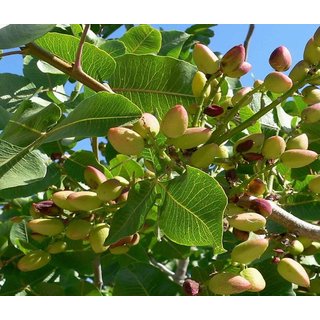 Kapebonavista Pista Badam Pesta Pie Nuts Pignoli Pistacia Vera Living Plant in Poly Bag