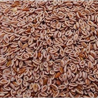 Kapebonavista Isabgol Psyllium Seed Isabgul Full Seed PLANTAGO OVATA 100g Price