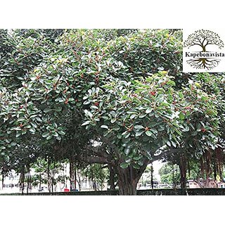 Kapebonavista Banyan tree Barh Khongnang taru Bargad Vat Alai Marri chettu Ficus bengalensis Living Plant in Poly Bag