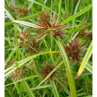 Kapebonavista Nagar Motha Bara-Nagar-Motha Mutha Motha Ambhodhara Coco Grass Nutgrass Cyperus rotundus Living Plant