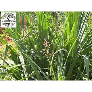 Kapebonavista Kewra Gagan-dhul Ketaki Jambul Kia Jambala Kegdi Khevada Kedwa Keora Screw Pine Pandanus Odorifer Plant