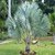 bismarckia nobilis 4 ft high palnts 4 Years Plant