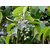 Kapebonavista Baheda Belliric Myrobalan Bastard myrobalan Beach almond Bedda nut tree bahera bhutvaas vibhitakah bauri