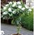 Kapebonavista Gandhraj Gandroya Gulchand Gandharaj Cape Jasmine Gardenia Florida Kaboklei Suvasane Malle Living Plant