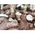 Kapebonavista Kasturi Manjal Wild Turmeric Curcuma Aromatica Rhizome for Plantation
