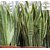 Kapebonavista Naturals Sansevieria trifasciata -Snake Asparagaceae Plant Live Plant with Poly Bag