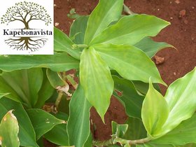 Kapebonavista rare painted spiral ginger 4 month old plant (costus pictus)