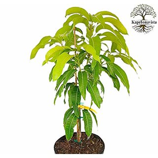 Kapebonavista Am Mango Heinou Mangga Amba Ambo Mavina mara Mangifera Indica Living Plant in Poly Bag