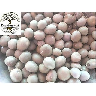 Kapebonavista Karanja Karanjwa Lata Karanja Sagargota Kalarzikai CAESALPINIA Christa Bonduc Fever Nut Seed 10 Pcs