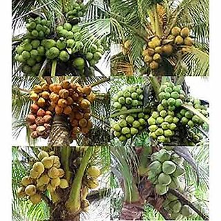 All Season Gardens Rare Exotic Fruit Dwarf Rare Coconut Combo Live Plants (6 Healthy Coconuts)