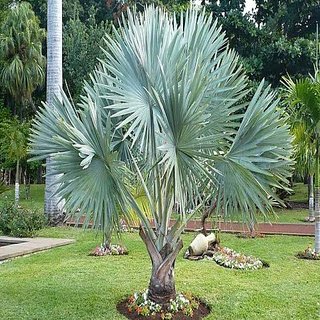 bismarckia nobilis 4 ft high palnts 4 Years Plant
