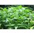 100 Pure MUGWORT Artemisia vulgaris DRIED FLOWERS Liquid Extract India - 30ml