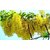 Kapebonavista 20 Golden Shower Tree Rare Rush Yellow Cassia Fistula Beauty Exotic