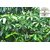 Kapebonavista Saptaparni Scholar Tree Dita bark Devil tree Blackboard Tree Alstonia scholaris living plant in poly bag