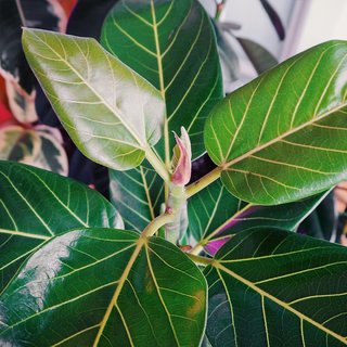 ficus benghalensis Plant