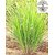 Kapebonavista lemon grass four month old
