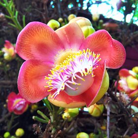 shorea robusta Plant