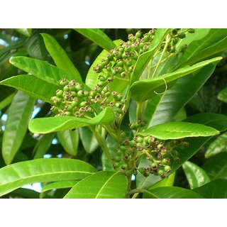 Kapebonavista allspice 1.5 years plant