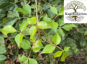 Kapebonavista hill mango seven month plant, green commiphora, from guggul family