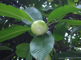 Dillenia Indica Three Year Plant Elephant Apple