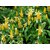 pachystachys Lutea