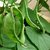 SM Gardening LAB LAB Beans (AVARAI) Seeds 1 Pack