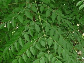 Melia Azedarach Plant