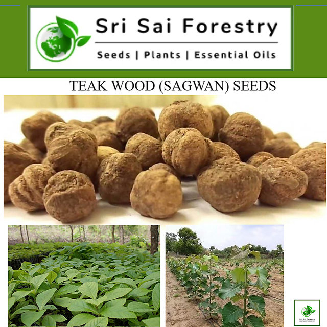 Buy SRI SAI FORESTRY Teak Wood (800 Seeds),Tectona Grandis, Sagwan Tree ...