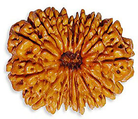 14 mukhi Rudraksha Beads, 14 mukhi Nepali Rudraksha