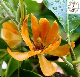 Kapebonavista champa sapling plant, golden champa, swarn champa, champaca michelia