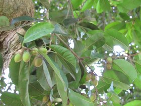 Kapebonavista spanish cherry 2 year plant, maulsari, mimusops elengi