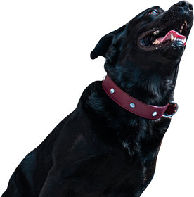 Tame Love Premium quality imported stone stud fancy Collar for strong adult dog (1.50 inches) available in Red color