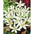 INFINITE GREEN Live White Rain Lily, Zephyranthes Lily, Zephyr lily, Fairy lily Flower Plant - 1 Live Plant