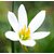 INFINITE GREEN Live White Rain Lily, Zephyranthes Lily, Zephyr lily, Fairy lily Flower Plant - 1 Live Plant